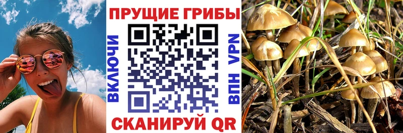 где можно купить наркотик  Владивосток  Псилоцибиновые грибы мухоморы 